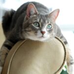 O que significa quando o gato senta no seu lugar, segundo veterinários