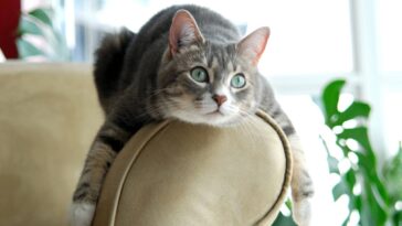 O que significa quando o gato senta no seu lugar, segundo veterinários