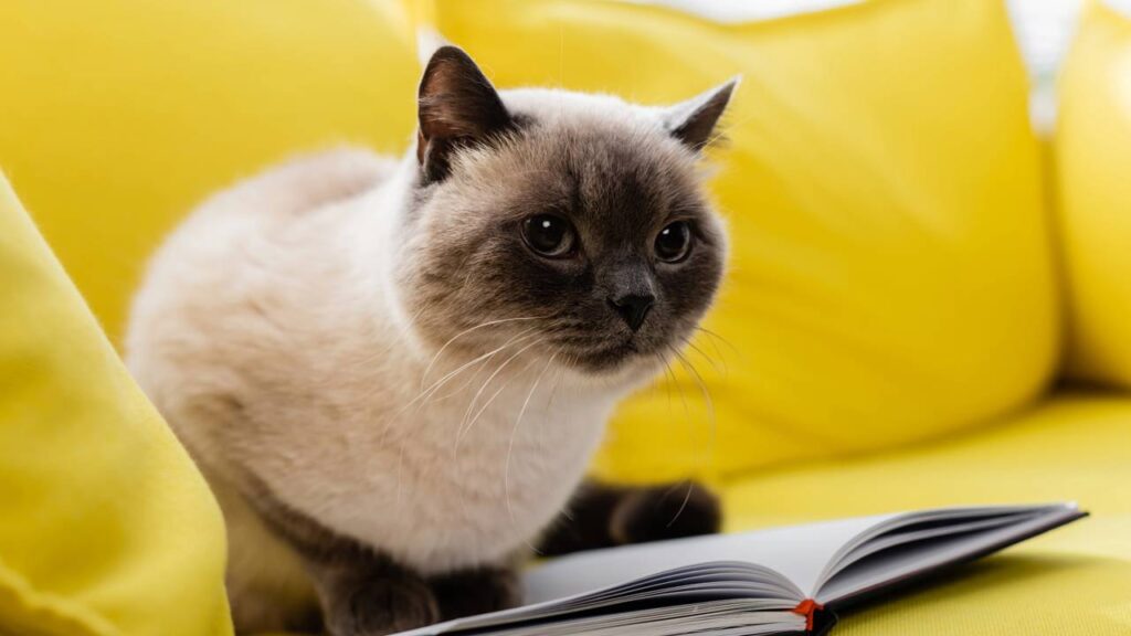 O que significa quando o gato senta no seu lugar, segundo veterinários