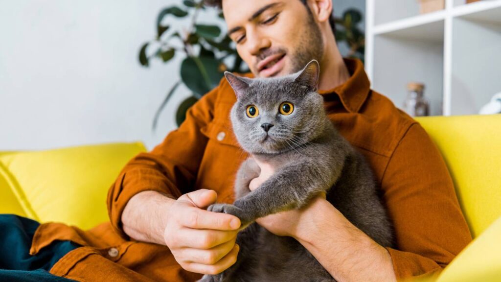 O que significa quando o gato senta no seu lugar, segundo veterinários