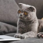 Esse comportamento do seu gato pode dizer mais do que você imagina