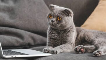 A forma mais precisa de calcular a idade real do seu gato