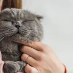 Como o gato escolhe sua pessoa favorita, segundo veterinários