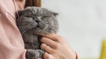 Como o gato escolhe sua pessoa favorita, segundo veterinários