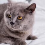 Como o gato escolhe sua pessoa favorita, segundo veterinários