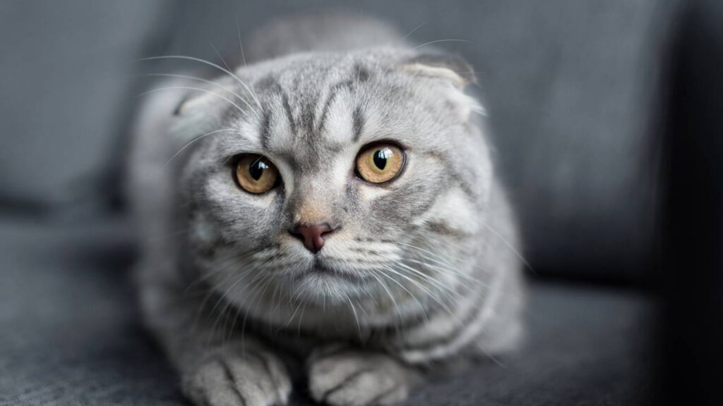 Como o gato escolhe sua pessoa favorita, segundo veterinários