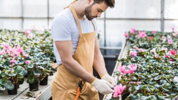 Como cultivar ciclaminos em floreiras suspensas na sacada