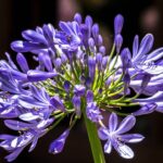 As plantas que amam sol forte e quase não precisam de água