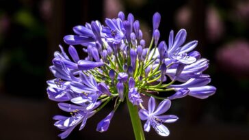 As plantas que amam sol forte e quase não precisam de água