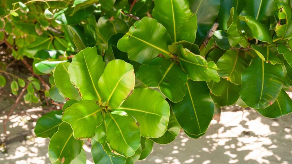 As plantas que amam sol forte e quase não precisam de água