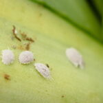 Como eliminar a cochonilha das plantas com um truque caseiro eficaz