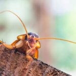 A receita caseira mais falada das redes para espantar baratas sem veneno