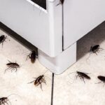 A receita caseira mais falada das redes para espantar baratas sem veneno