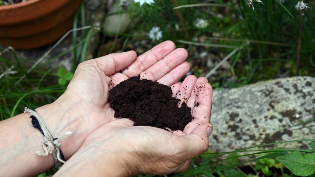 Esse resíduo do café pode transformar suas plantas em poucos dias
