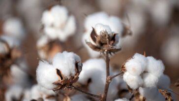 Touca de crochê infantil com orelhinhas para aquecer com diversão e estilo