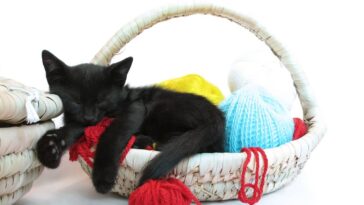 O detalhe neste amigurumi de gato dorminhoco que está encantando todo mundo