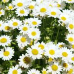 Vestido de crochê para menina com margaridas, um guia prático e delicado