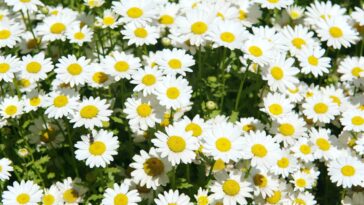 Vestido de crochê para menina com margaridas, um guia prático e delicado