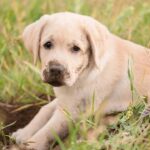 Por que seu cachorro cava buracos no jardim, segundo especialistas