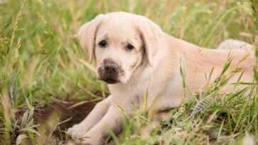 Por que seu cachorro cava buracos no jardim, segundo especialistas