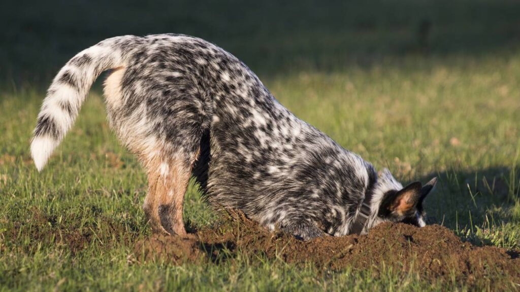 Por que seu cachorro cava buracos no jardim, segundo especialistas