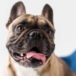 O verdadeiro motivo por trás do olhar fixo do seu cachorro