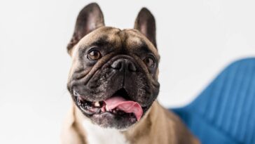 O verdadeiro motivo por trás do olhar fixo do seu cachorro