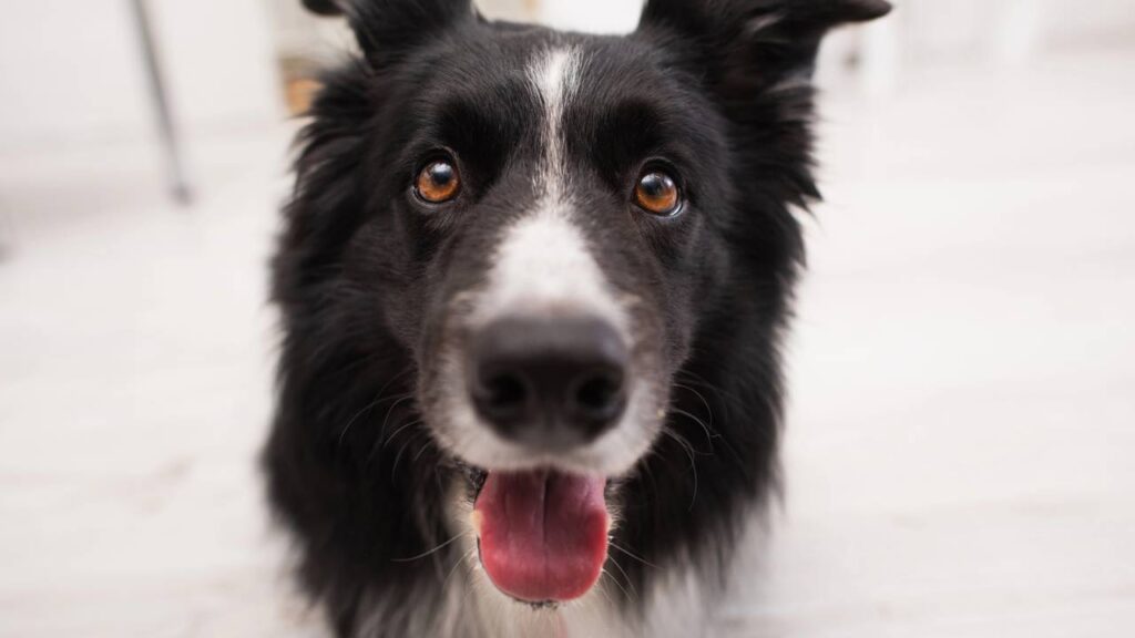 O verdadeiro motivo por trás do olhar fixo do seu cachorro