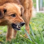 O verdadeiro motivo por trás do cão mostrar os dentes enquanto come
