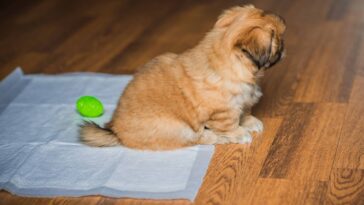 Essa alternativa ao jornal está mudando a vida de quem tem cachorro