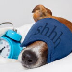 O que o suspiro do cachorro revela sobre seu estado emocional