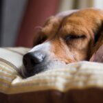 Onde seu pet realmente deve dormir durante o frio segundo veterinários