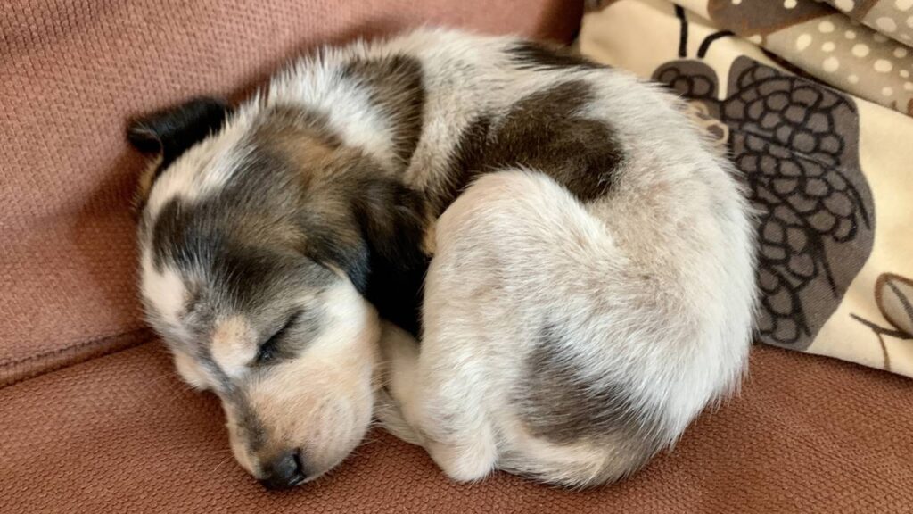 Onde seu pet realmente deve dormir durante o frio segundo veterinários
