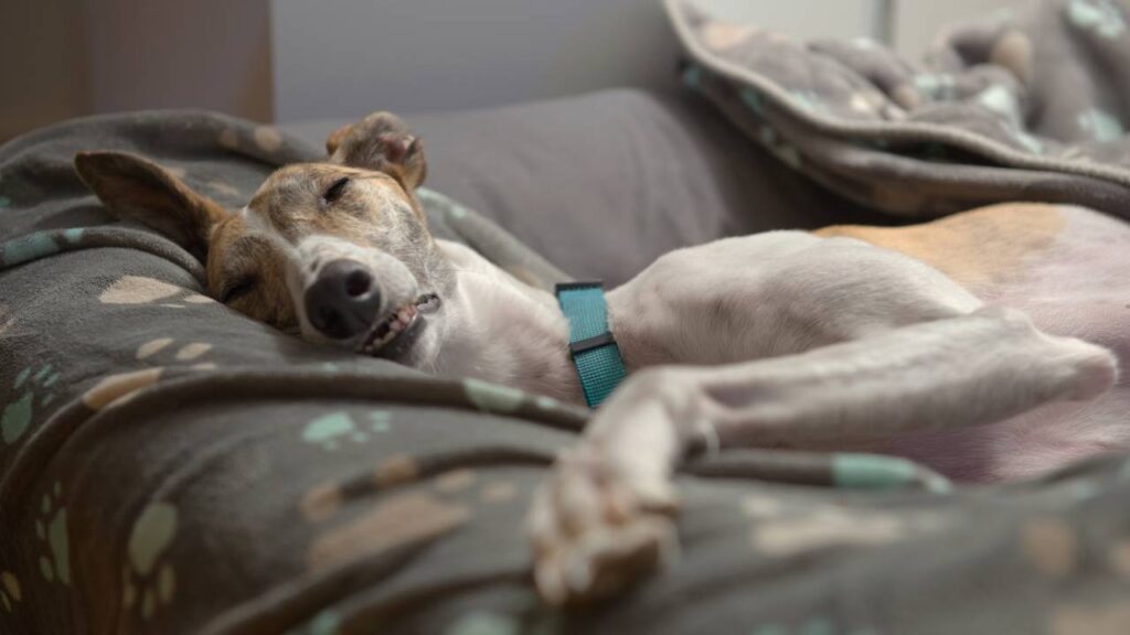 Onde seu pet realmente deve dormir durante o frio segundo veterinários