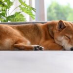 Por que seu cachorro chora dormindo segundo especialistas