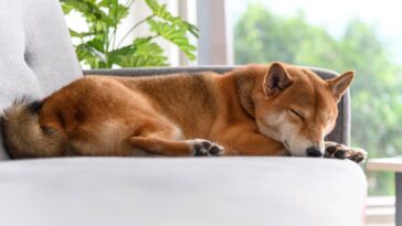 Por que seu cachorro chora dormindo segundo especialistas