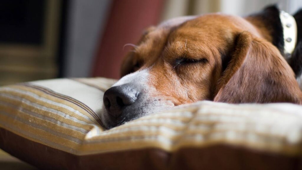 Por que seu cachorro chora dormindo segundo especialistas