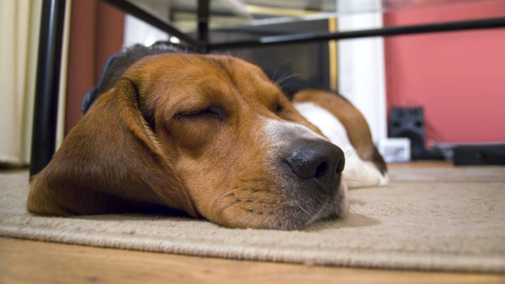 Por que seu cachorro chora dormindo segundo especialistas