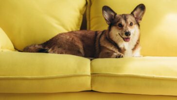 Seu pet merece mais conforto do que você imagina com crochê