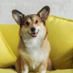 O colete de crochê ideal para seu pet curtir os dias frios com estilo