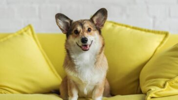 O colete de crochê ideal para seu pet curtir os dias frios com estilo