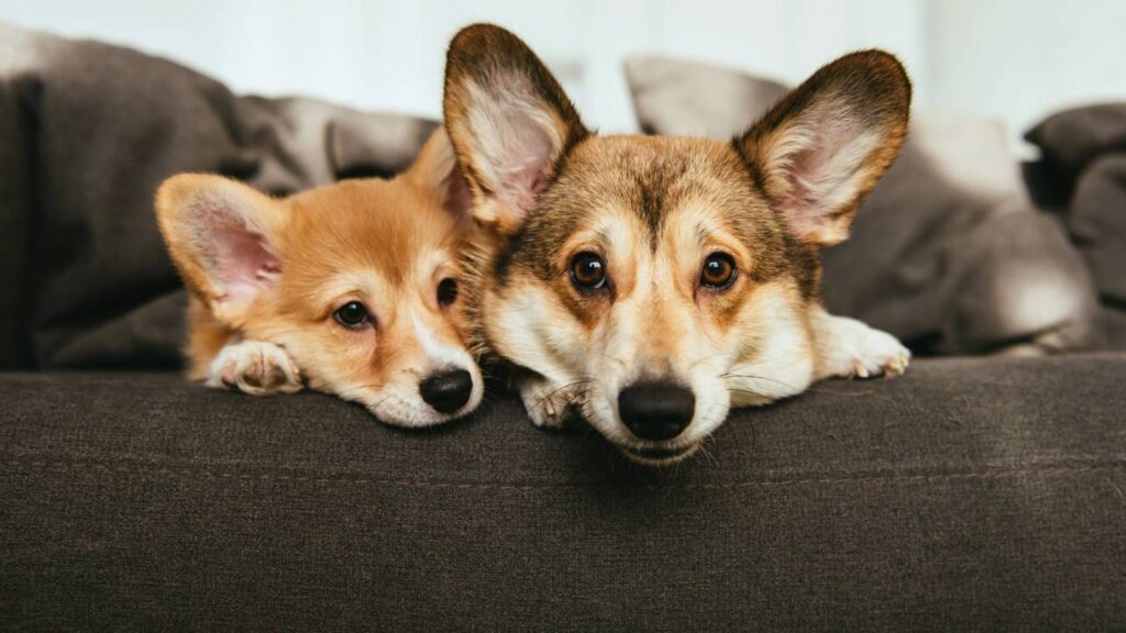 Seu cachorro não entende a bronca como você imagina se acordo com especialistas