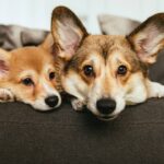 Seu cachorro não entende a bronca como você imagina se acordo com especialistas