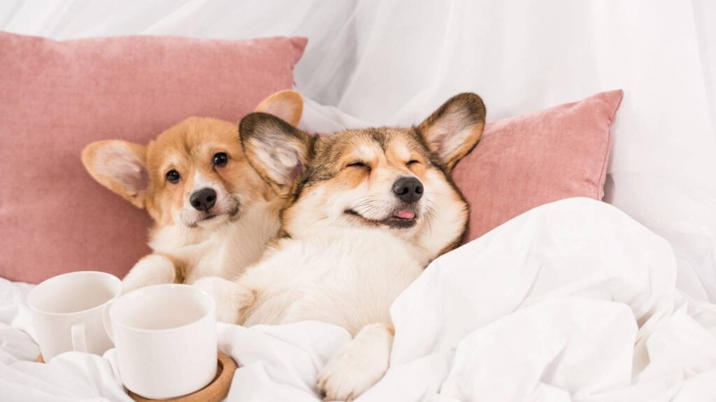 Seu cachorro não entende a bronca como você imagina se acordo com especialistas