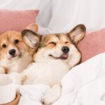 Seu cachorro não entende a bronca como você imagina se acordo com especialistas