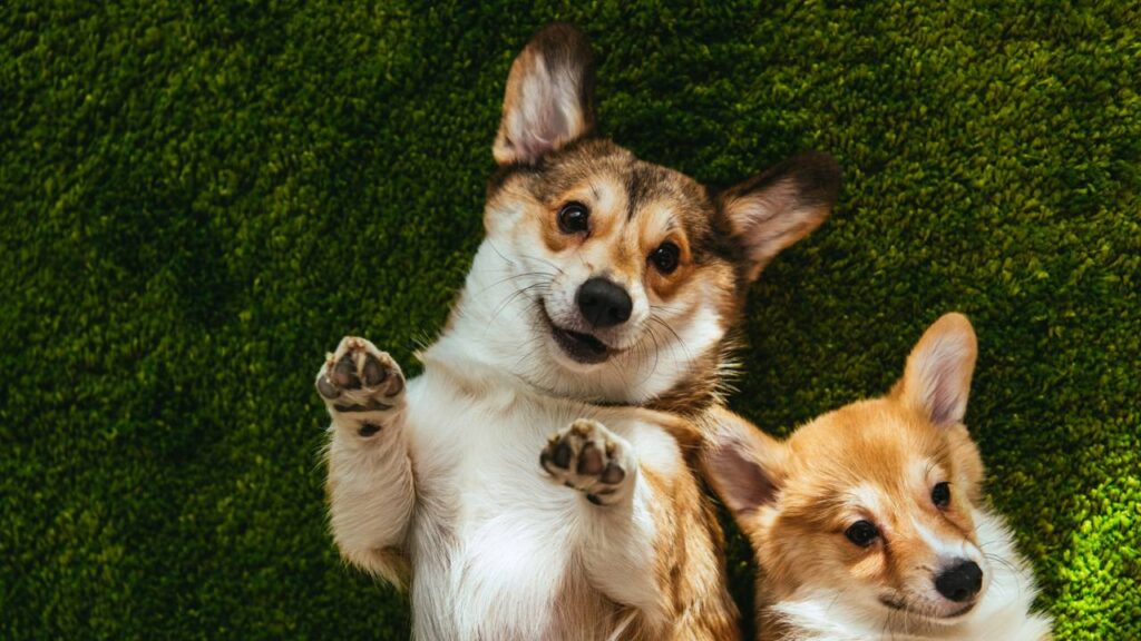Esse simples gesto do seu cachorro pode ser uma poderosa demonstração de amor