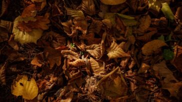 A prática simples para manter o solo úmido e fértil de acordo com especialistas