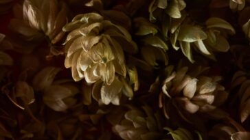 A melhor solução para folhas com pontas secas nas plantas