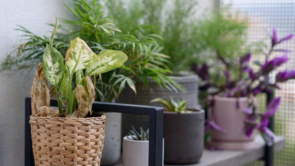 A melhor solução para folhas com pontas secas nas plantas
