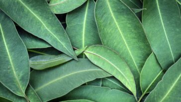 Por que colocar folhas de eucalipto na geladeira faz mais do que decorar